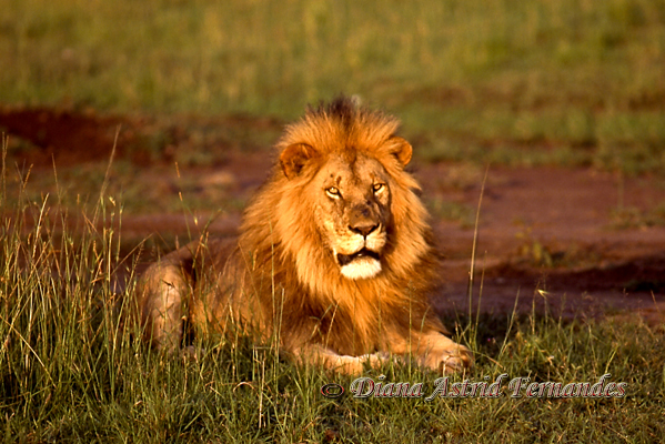 Male-Lion-at-sunrise-Masai-Mara-Kenya